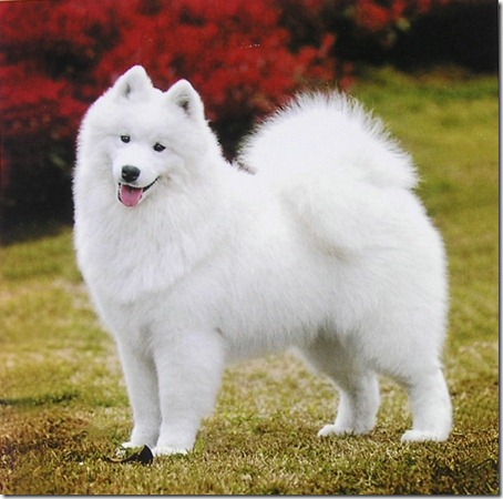 How-to-take-care-of-aging-Samoyed_thumb